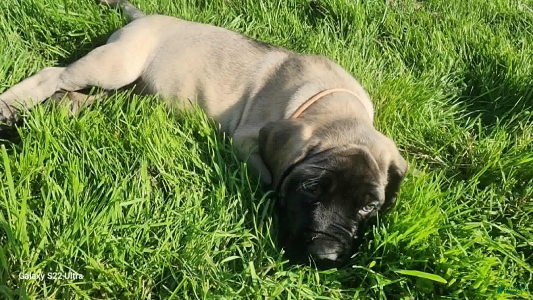 English Mastiff dogs for sale: Pinky - Image 19