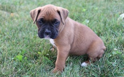 Boxer dogs for sale: Casper - Image 3