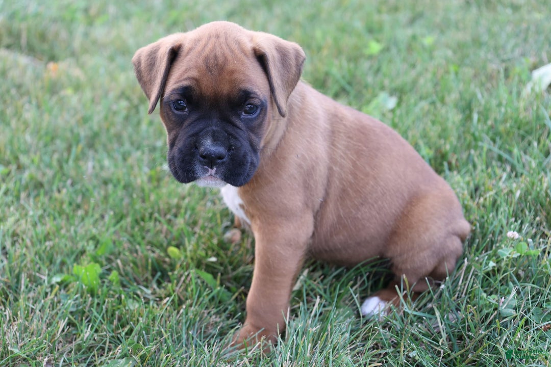 Boxer dogs for sale: Casper - Image 3