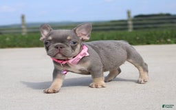 French Bulldog dogs for sale: French Bulldog 6 puppies - Image 6