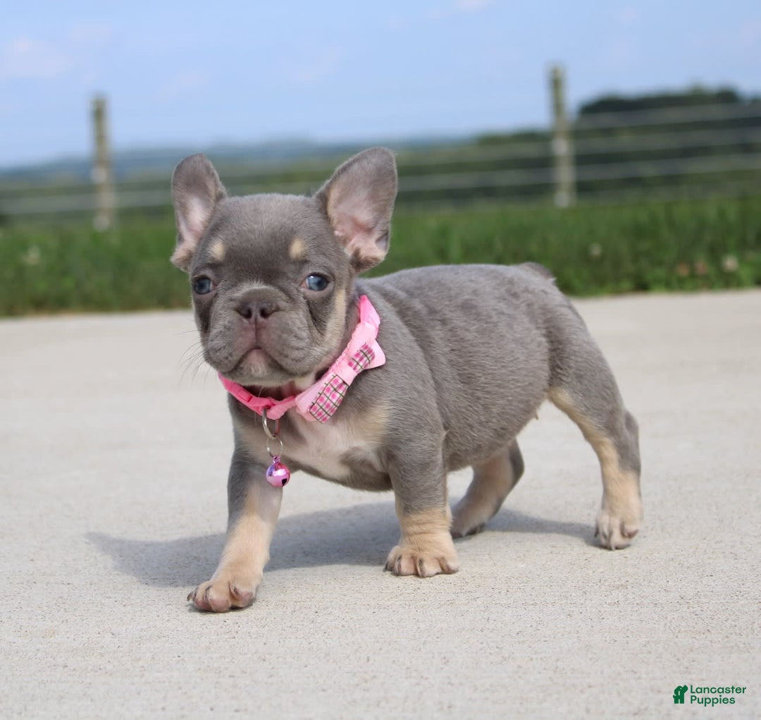 French Bulldog dogs for sale: French Bulldog 6 puppies - Image 6
