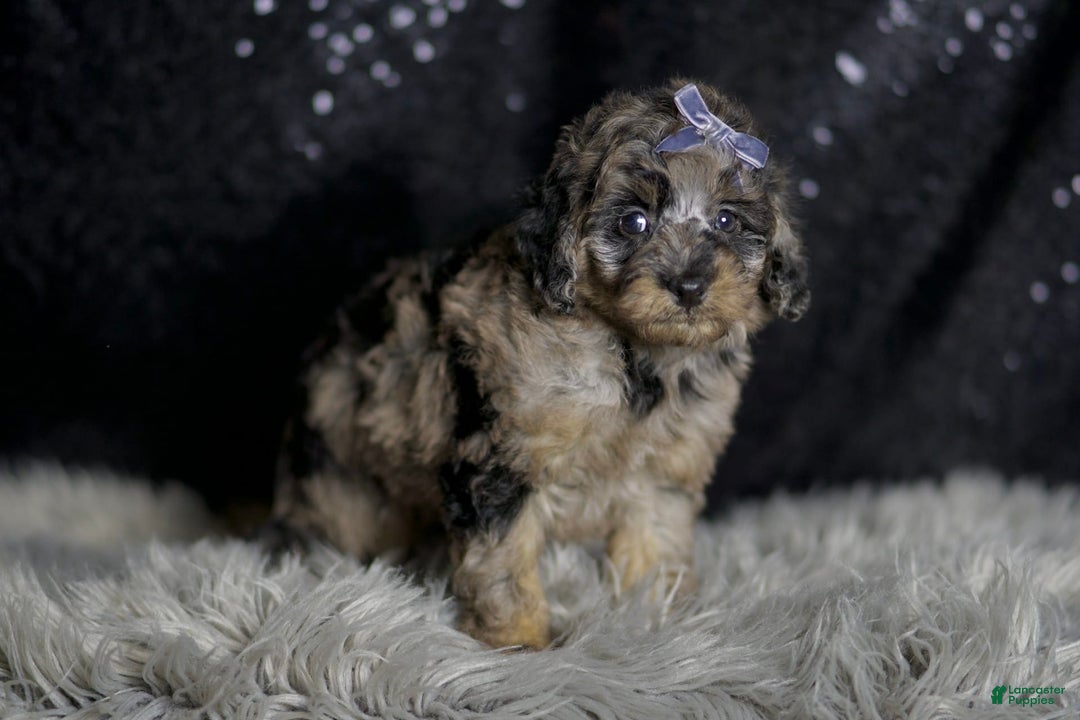 Maltipoo dogs for sale: Steele - Image 5