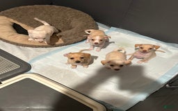 Chihuahua dogs for sale: Rambo - Image 2