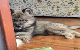 Siberian Husky dogs for sale: Mulch - Image 7