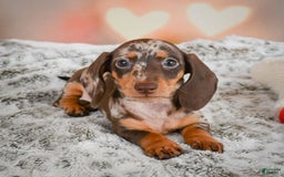 Miniature Dachshund dogs for sale: Butter Cup - Image 3