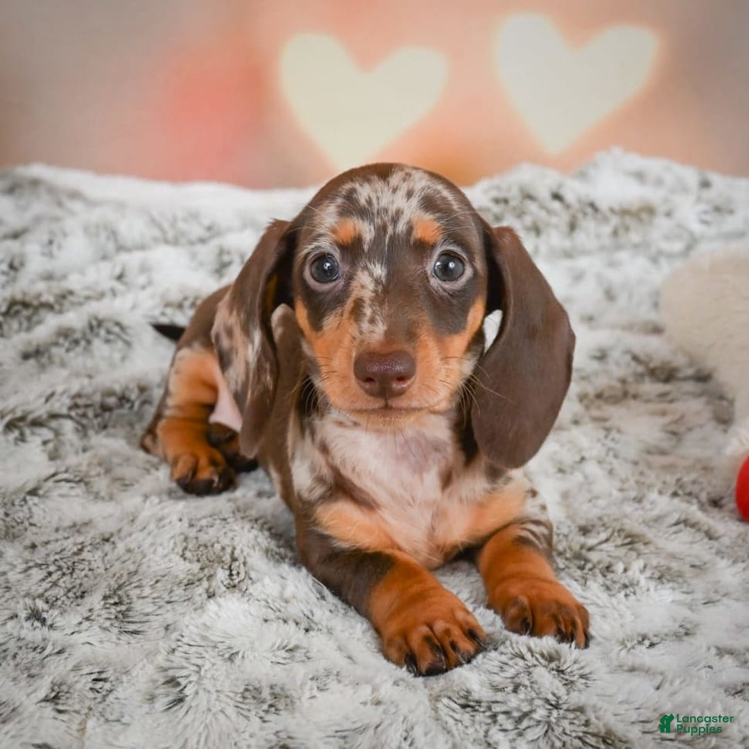 Miniature Dachshund dogs for sale: Butter Cup - Image 3