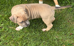 American Pit Bull Terrier dogs for sale: Russ - Image 27
