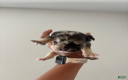 French Bulldog dogs for sale: Chuckie - Image 3