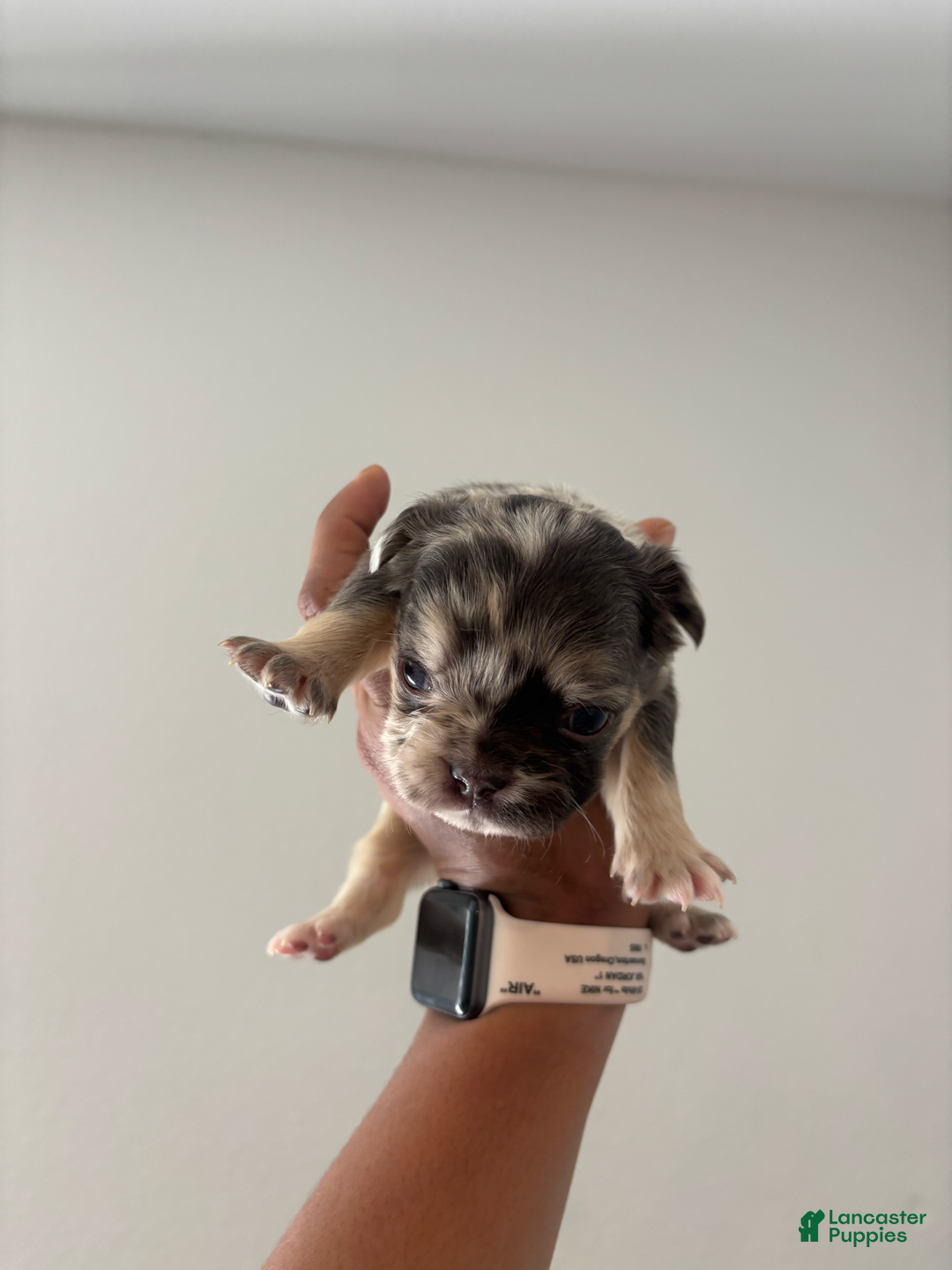 French Bulldog dogs for sale: Chuckie - Image 3