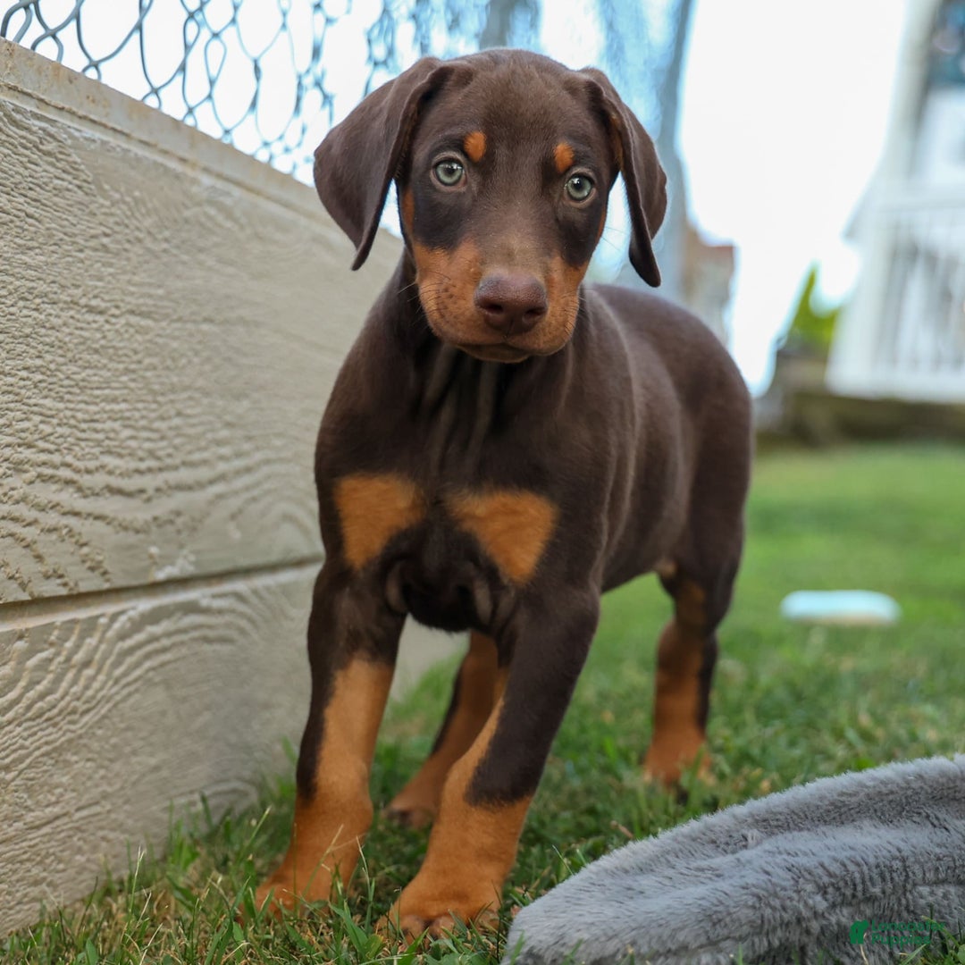 Doberman Pinscher dogs for sale: Dannie - Image 3