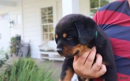 Rottweiler dogs for sale: Durango - Image 5