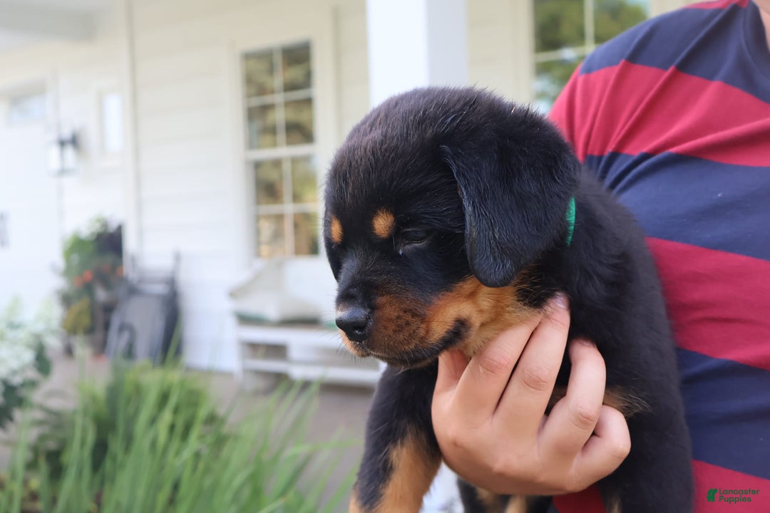Rottweiler dogs for sale: Durango - Image 5