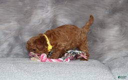 Mini Goldendoodle dogs for sale: Calli 🌷 Micromini - Image 2