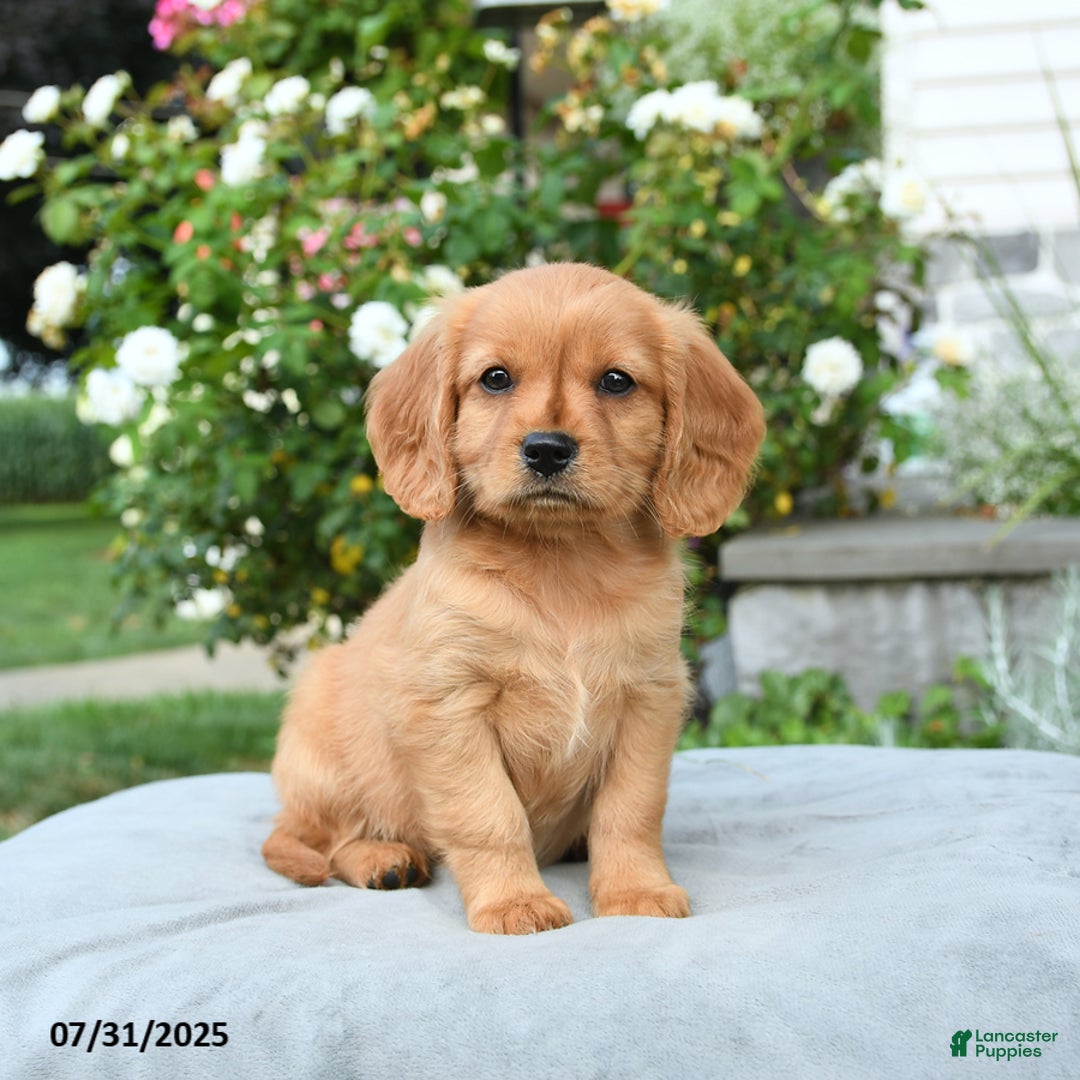 Miniature Golden Retriever dogs for sale: Sage - Image 2