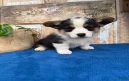 Welsh Corgi Pembroke dogs for sale: Chuck - Image 10