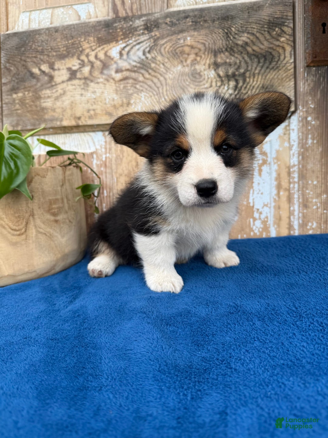 Welsh Corgi Pembroke dogs for sale: Chuck - Image 10