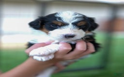 Bernedoodle dogs for sale: Cash - Image 1