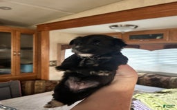 Morkie dogs for sale: Mr. Sleepy - Image 1