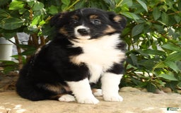 Miniature Australian Shepherd dogs for sale: Amelia - Image 9