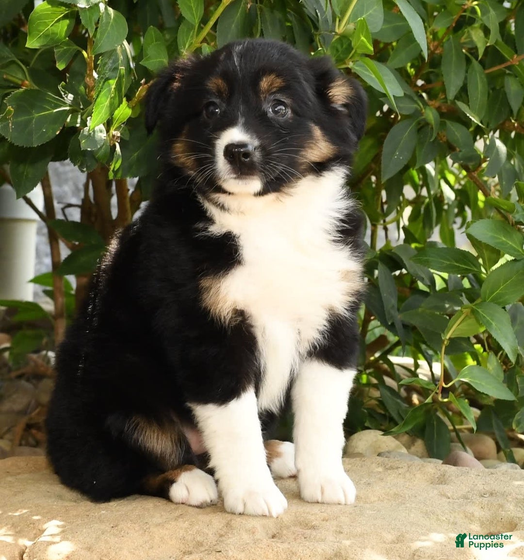 Miniature Australian Shepherd dogs for sale: Amelia - Image 9