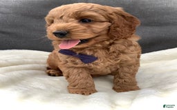 Cockapoo dogs for sale: Finn - Image 3