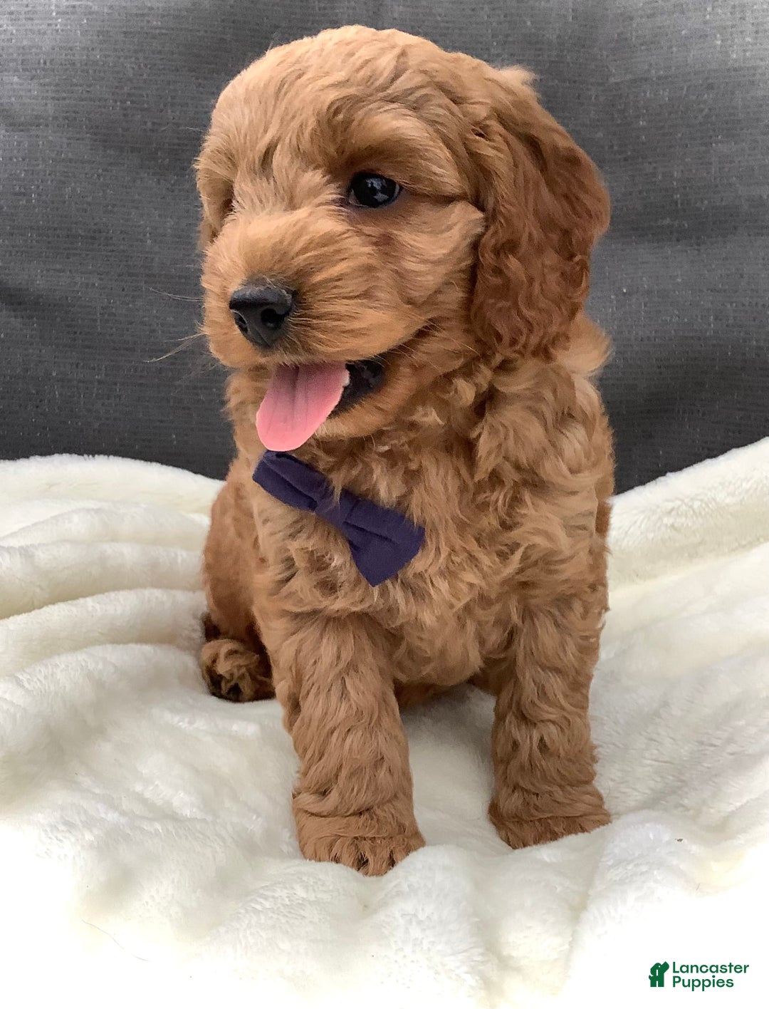 Cockapoo dogs for sale: Finn - Image 3