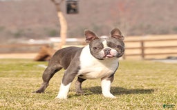 Boston Terrier dogs for sale: Junior - Image 7