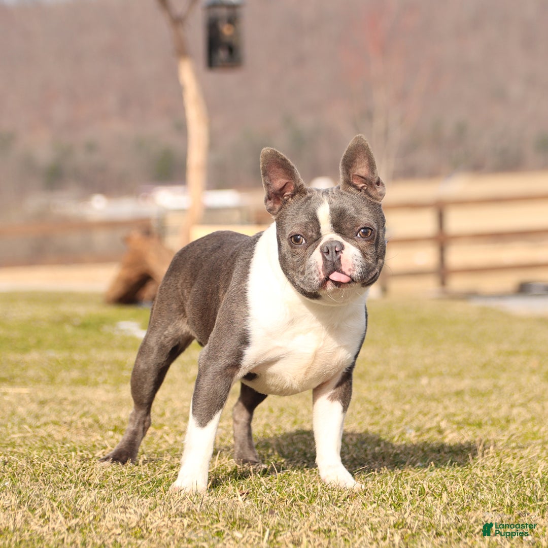 Boston Terrier dogs for sale: Junior - Image 7
