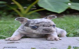 French Bulldog dogs for sale: Kyler - Image 2