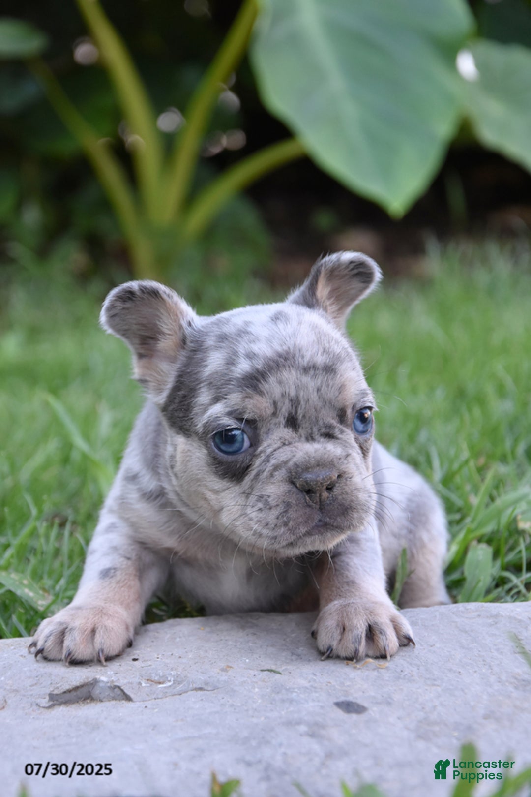 French Bulldog dogs for sale: Kyler - Image 2