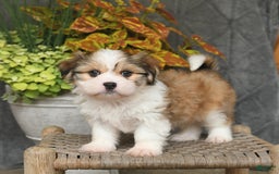 Malshi dogs for sale: Roy - Image 9