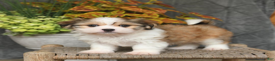 Roy