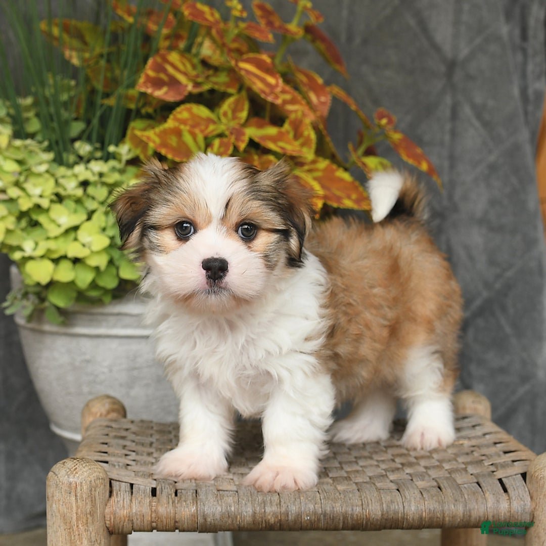 Malshi dogs for sale: Roy - Image 9
