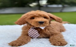 Goldendoodle dogs for sale: Max - Image 3