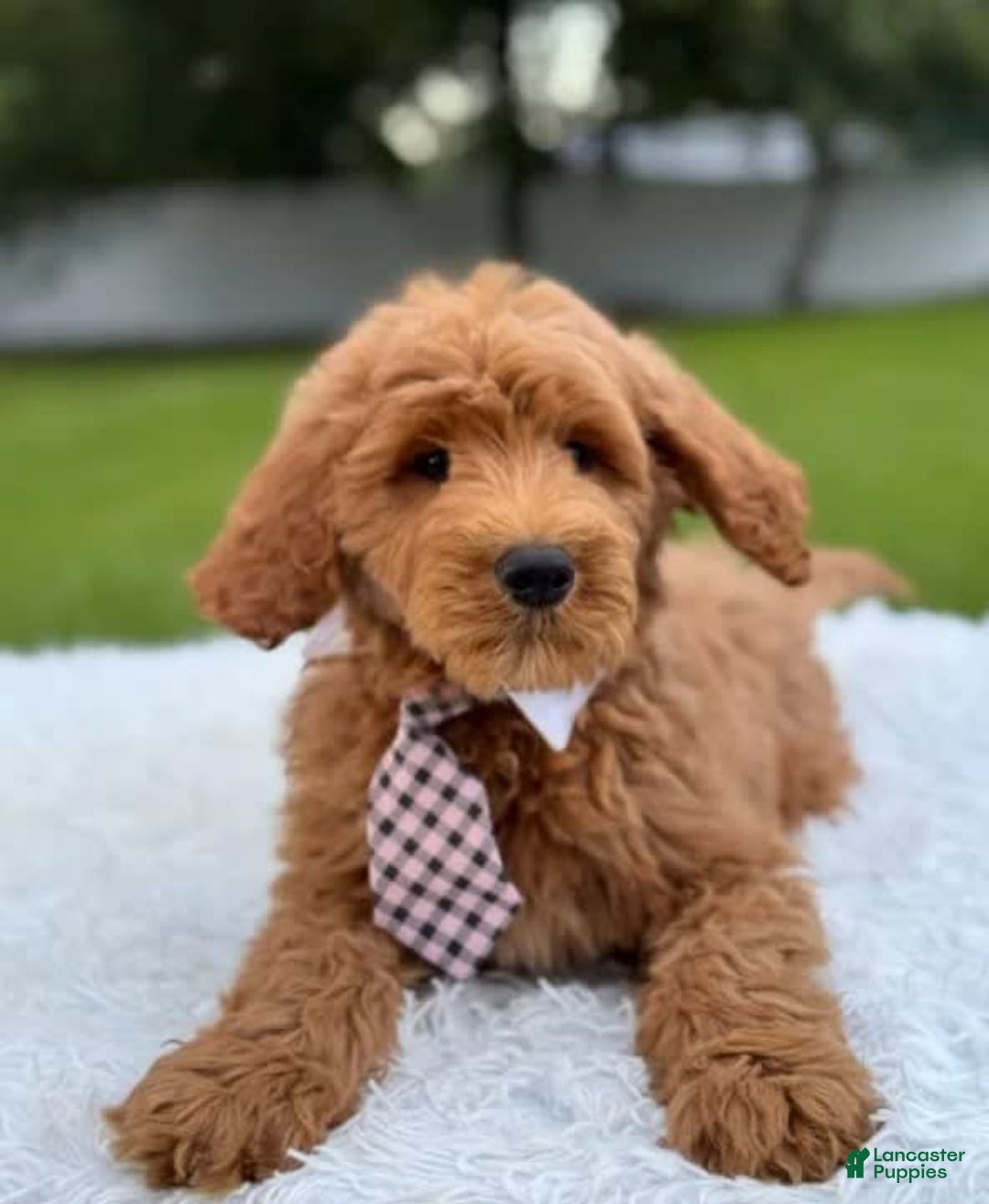 Goldendoodle dogs for sale: Max - Image 3