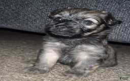 Miniature Schnauzer dogs for sale: Bear - Image 2