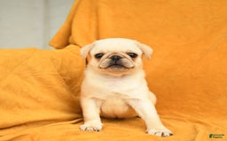 Pug dogs for sale: Pug 6 puppies - Image 7