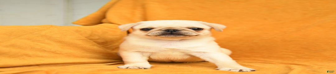 Piper