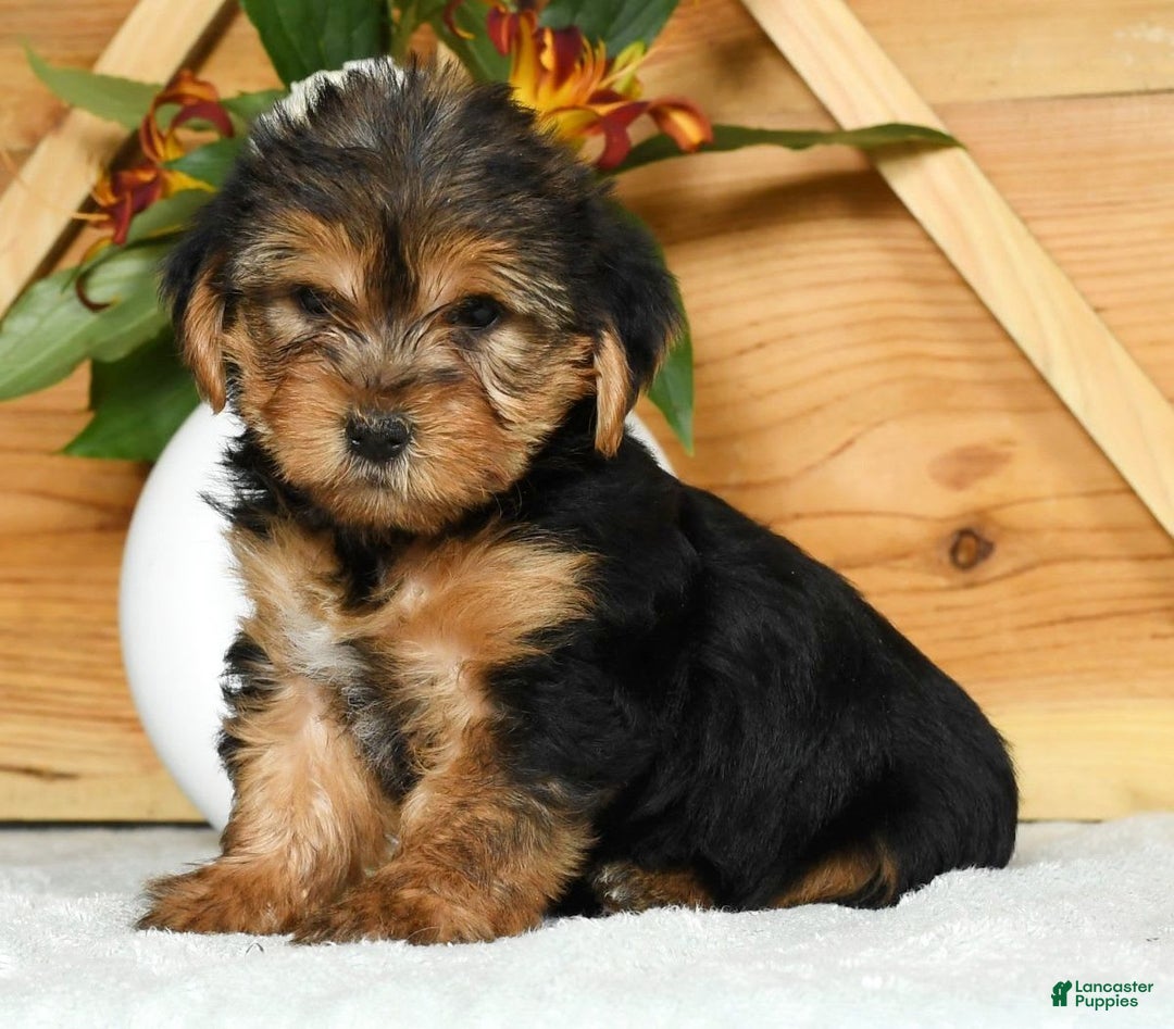 Yorkshire Terrier dogs for sale: Lucky - Image 6