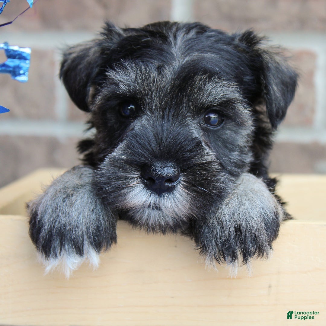 Miniature Schnauzer dogs for sale: Kimber - Image 3