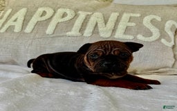 American Bulldog dogs for sale: Chongqin - Listing for pets: China, Chongqin - Image 9
