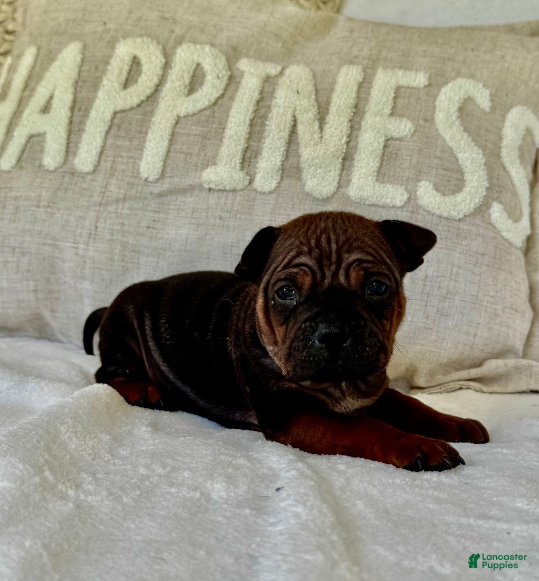 American Bulldog dogs for sale: Chongqin - Listing for pets: China, Chongqin - Image 9