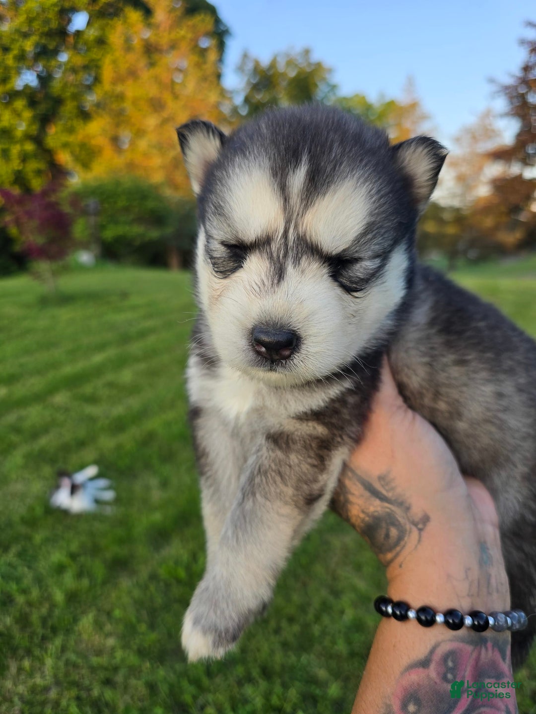 Siberian Husky dogs for sale: Roxanne - Image 3