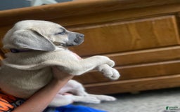 Cane Corso dogs for sale: Purple Collar - Image 1