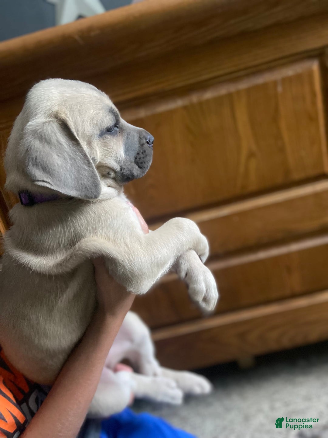 Cane Corso dogs for sale: Purple Collar - Image 1