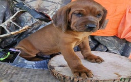 Redbone Coonhound dogs for sale: Grizzly - Image 3