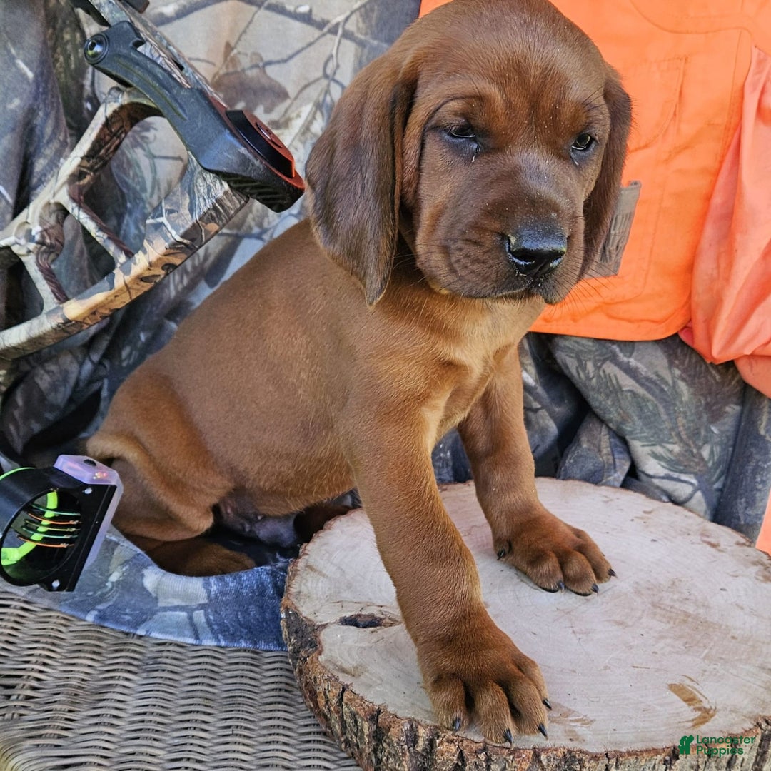 Redbone Coonhound dogs for sale: Grizzly - Image 3