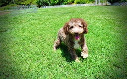 Havapoo dogs for sale: Toto - Image 26