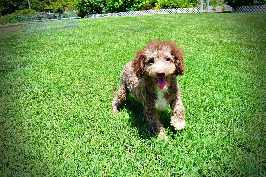 Havapoo dogs for sale: Toto - Image 26