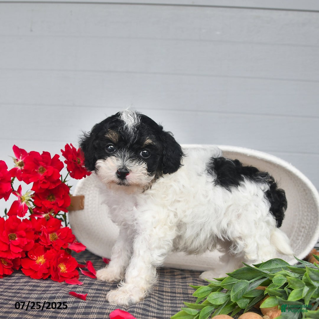 Lhasapoo dogs for sale: Oreo - Image 5